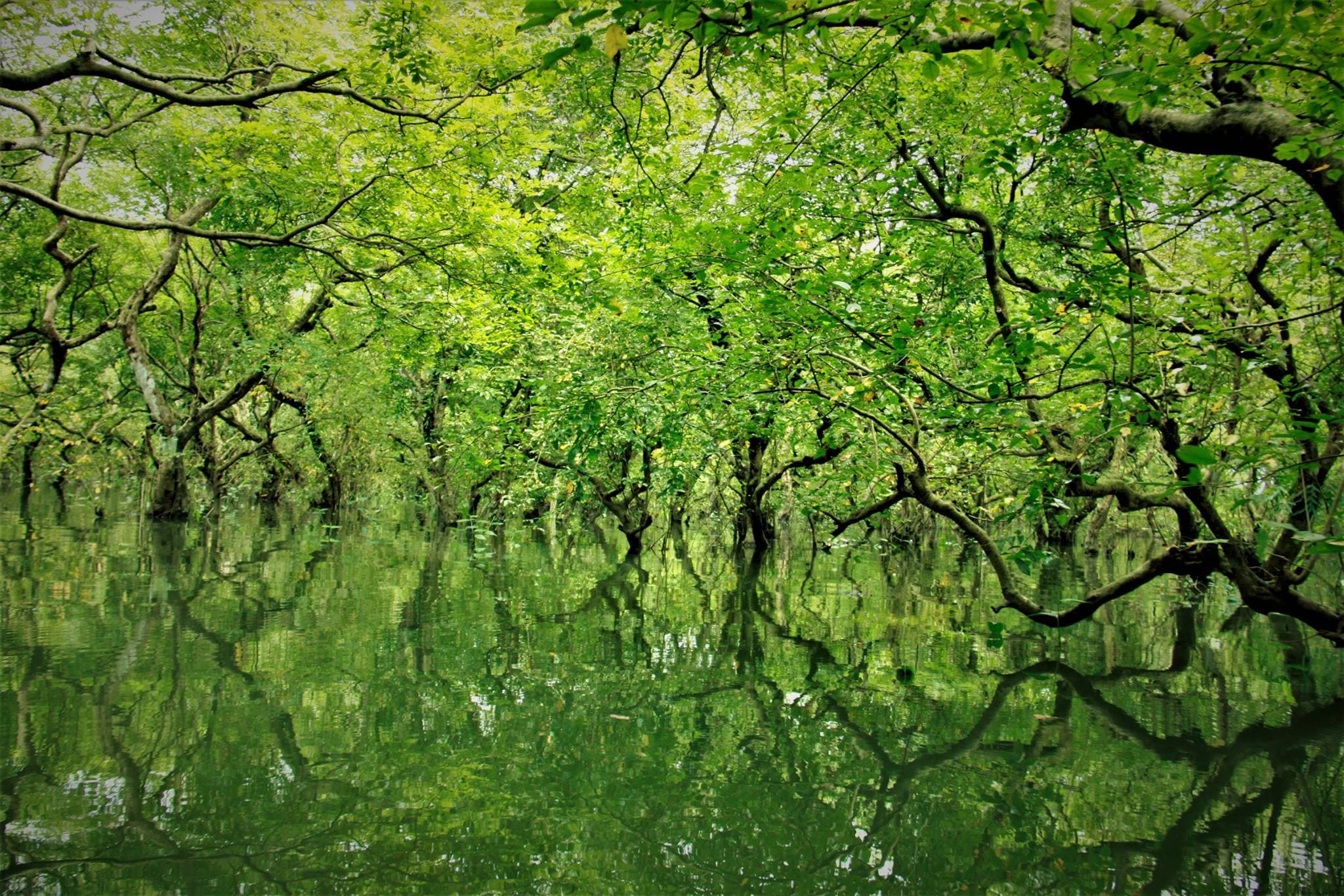 Mangrove forest waterway
