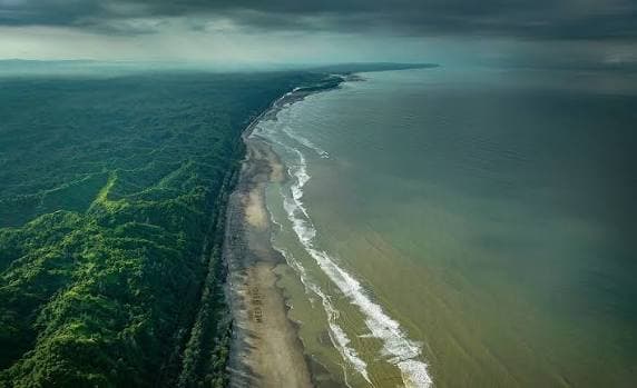 Aerial view of dense green mangrove forest meeting a sandy shore and the sea under a stormy sky