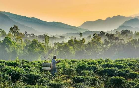 A tea picker carrying a basket through tea bushes at sunrise with misty hills behind